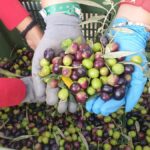 ALLA SCUOLA PATRIZI È STATA AVVIATA LA FILIERA DELL’OLIO!